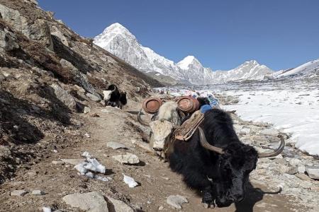 エベレストベースキャンプトレッキング概要