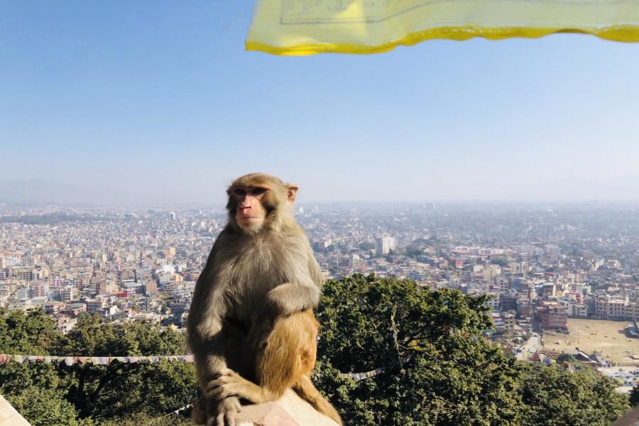 ネパールカトマンズ観光ツアー