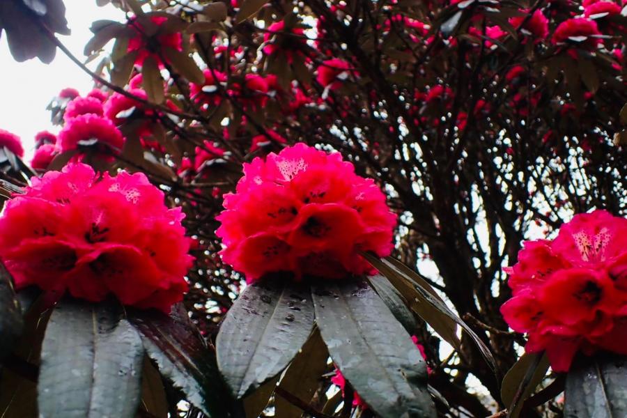 アンナプルナベースキャンプトレッキング7日間